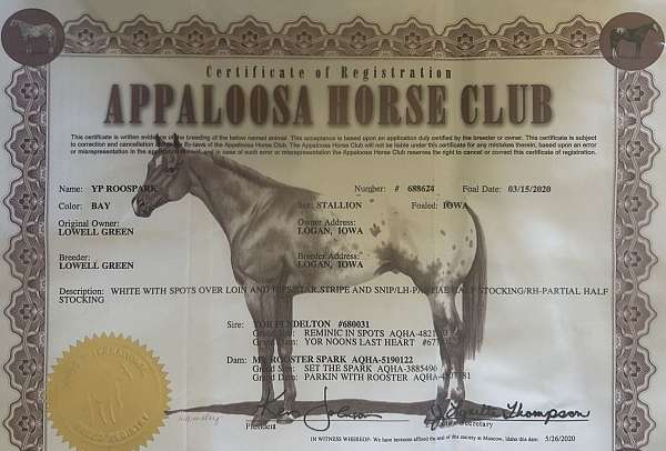 trail-riding-appaloosa-horse