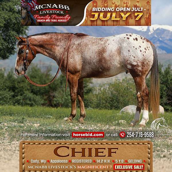 all-around-appaloosa-horse