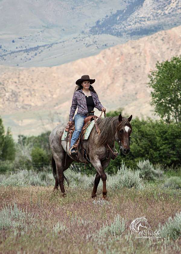 athletic-quarter-horse