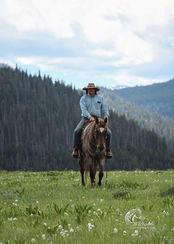 flashy-quarter-horse