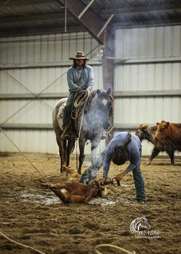 husband-safe-quarter-horse