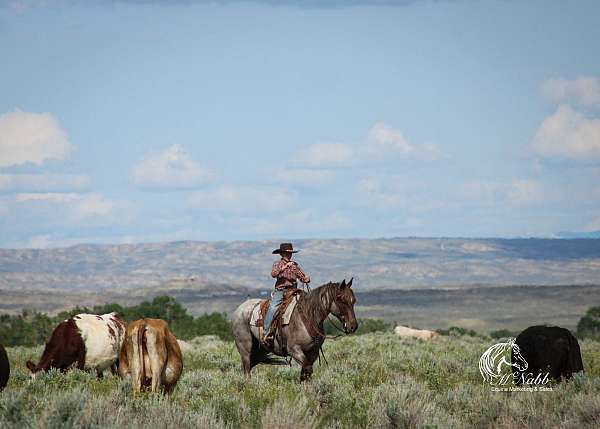 ranch-versatility-quarter-horse