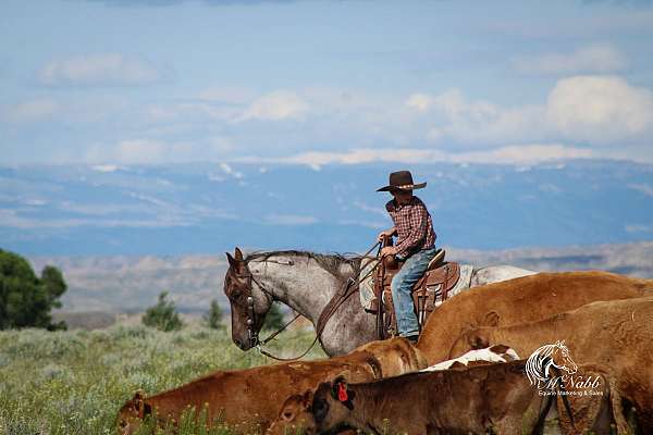 performance-quarter-horse