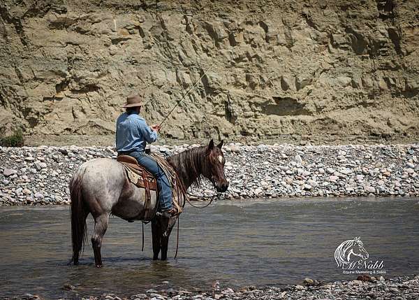 ridden-western-quarter-horse
