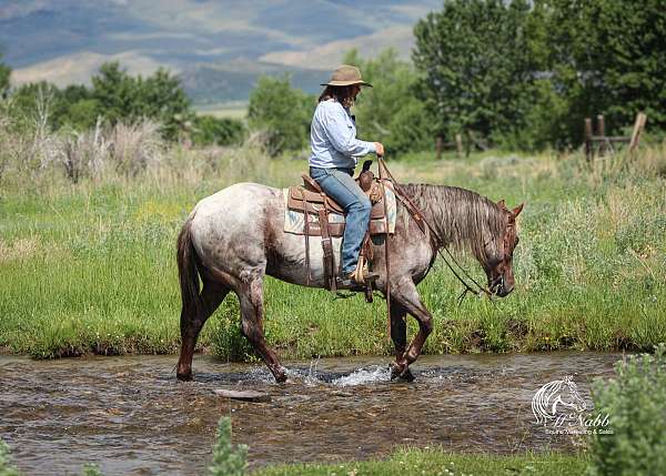 ridden-english-quarter-horse