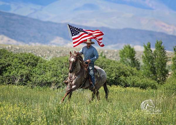 show-quarter-horse