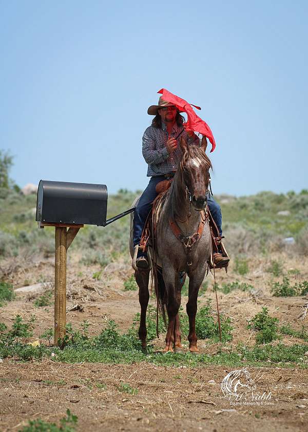 trail-quarter-horse