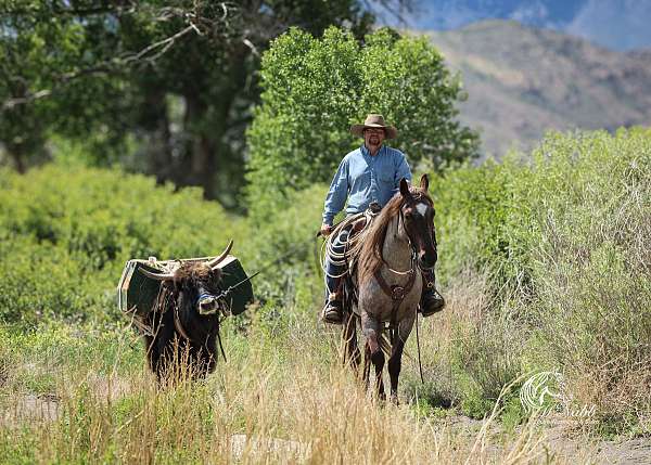 working-cattle-quarter-horse