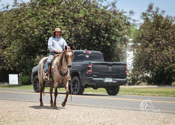 trail-riding-quarter-horse