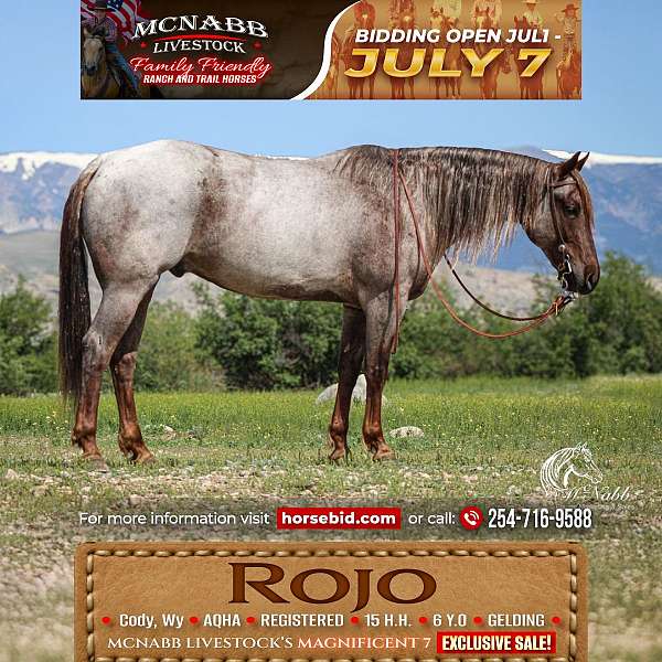 all-around-quarter-horse