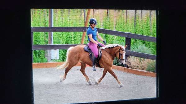 eng-haflinger-horse