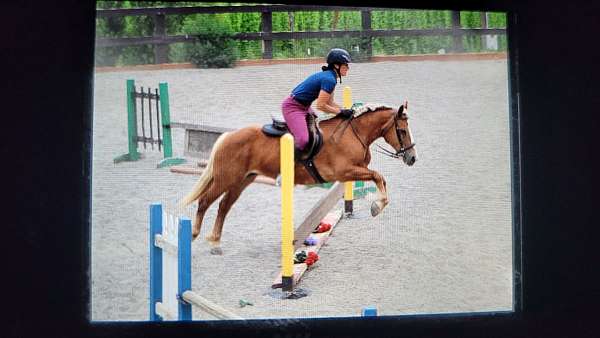 enjoy-haflinger-horse