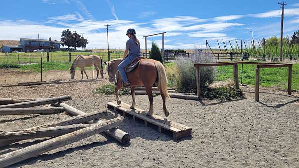 lady-haflinger-horse