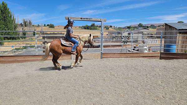 versatile-haflinger-horse