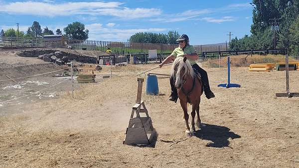 working-eq-haflinger-horse