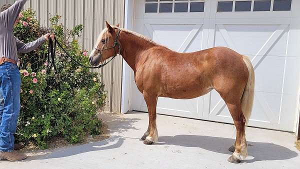 working-eq-mare