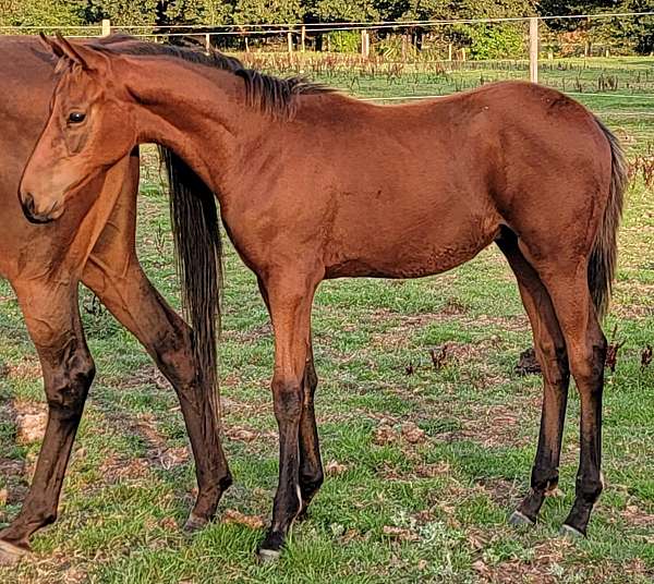 all-around-thoroughbred-horse