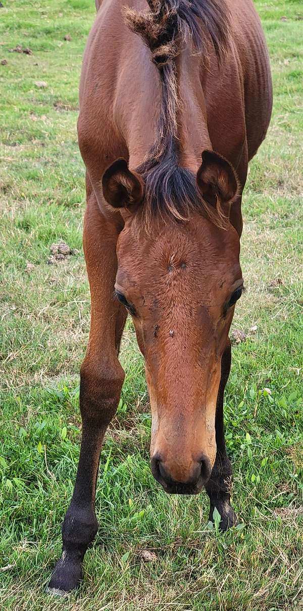 athletic-thoroughbred-horse