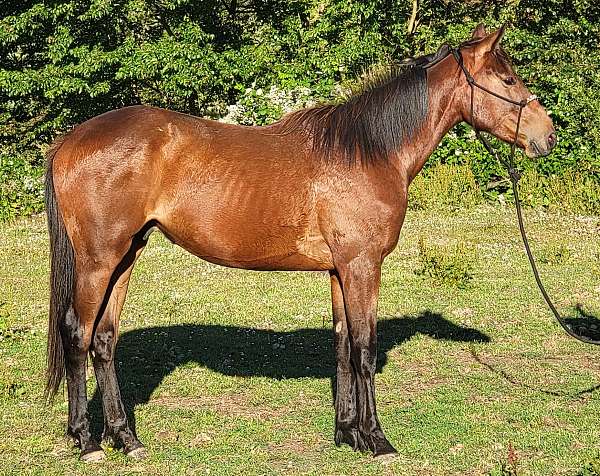 ranch-v-thoroughbred-horse