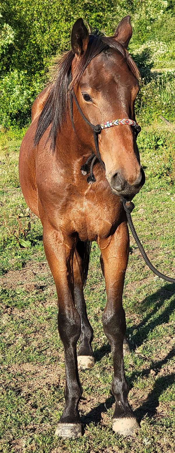 ranch-v-stallion
