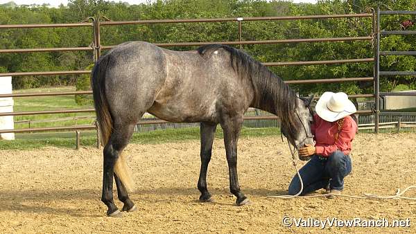 ranch-quarter-horse