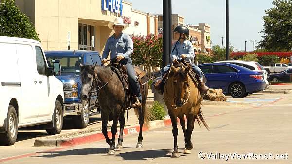 ranch-versatility-quarter-horse