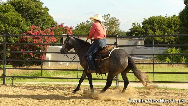ranch-work-quarter-horse