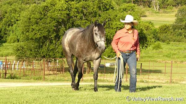 roping-quarter-horse