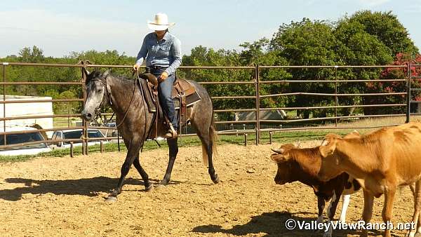 team-penning-quarter-horse