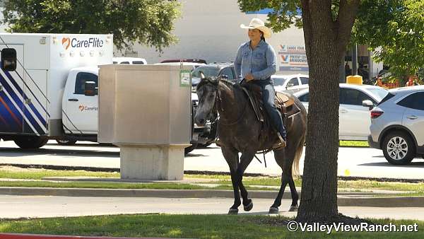 trail-class-competition-quarter-horse