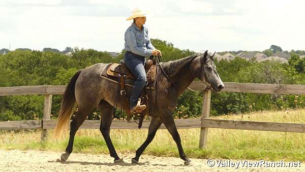 trail-quarter-horse