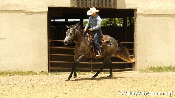 grey-quarter-horse-mare