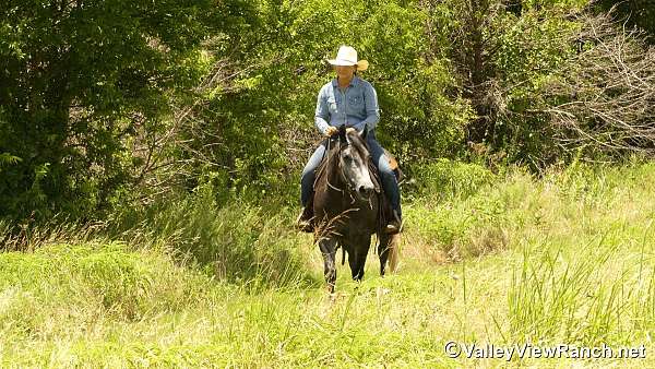 western-riding-quarter-horse