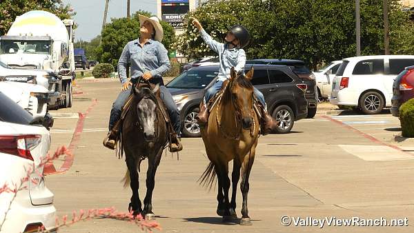 working-cattle-quarter-horse