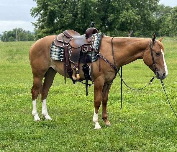 14-hand-quarter-horse-gelding