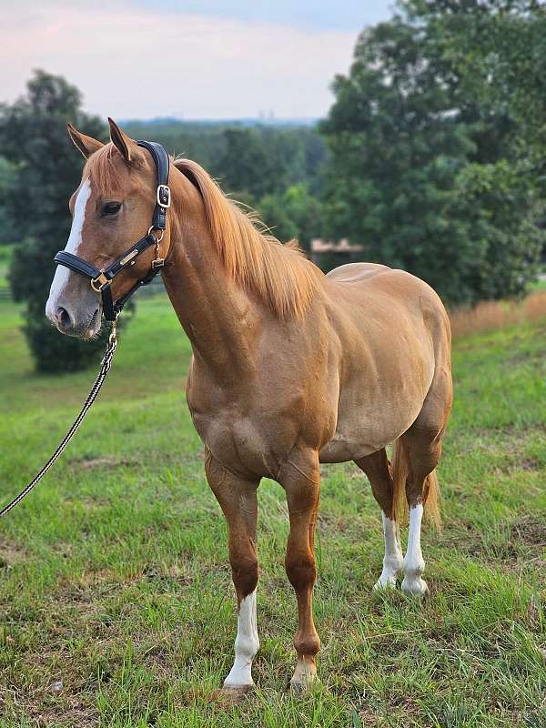 dun-red-dun-jumping-horse