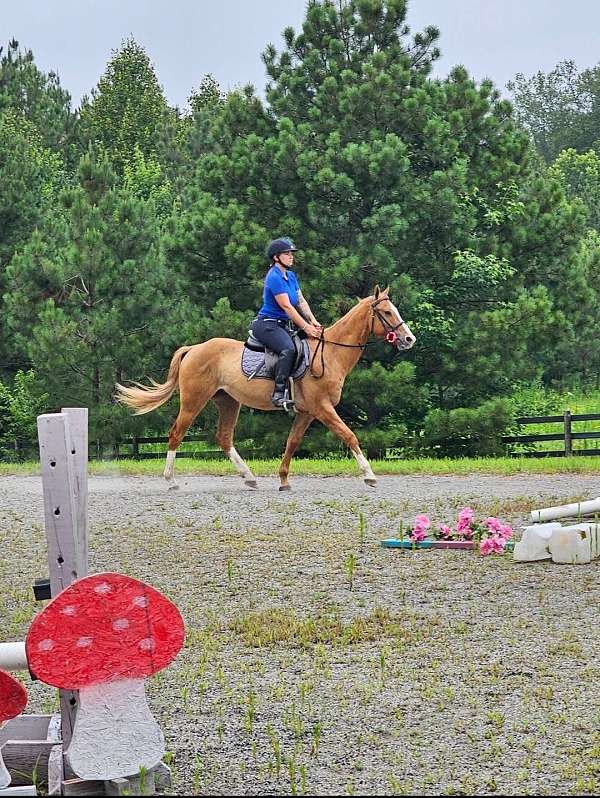 14-hand-quarter-horse