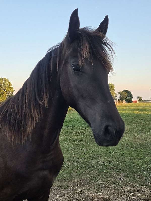 show-curly-friesian-horse