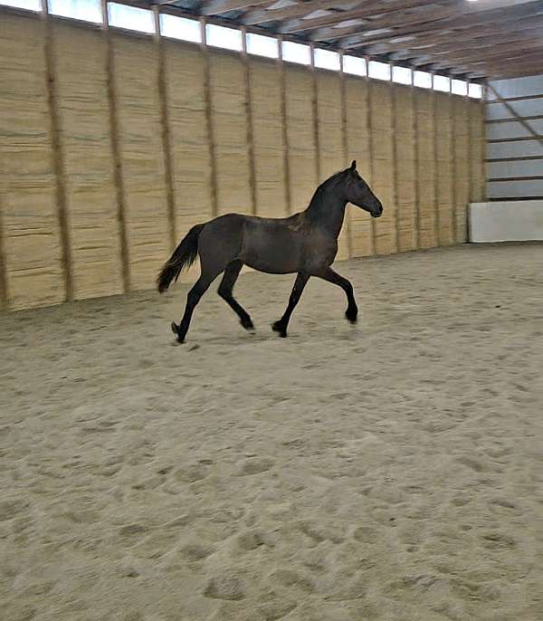 jasper-filly
