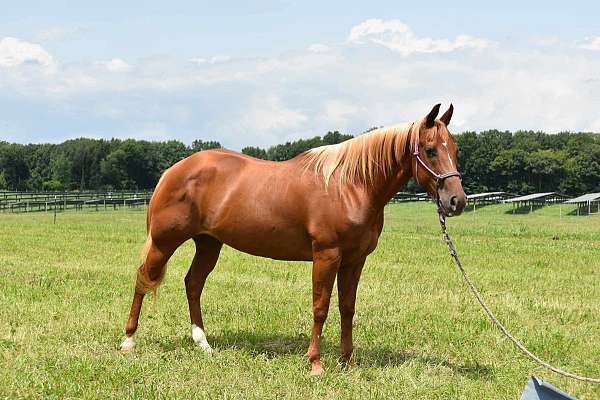 lesson-reining-horse