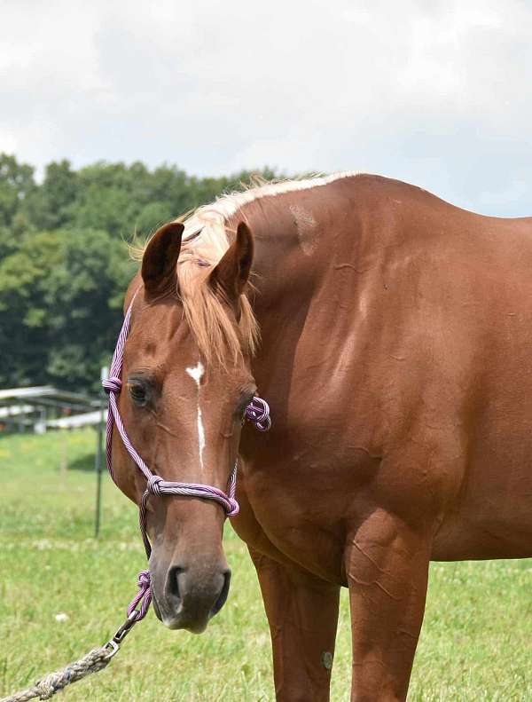 lesson-reining-mare-foal