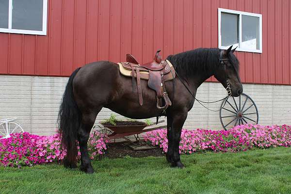 small-star-horse