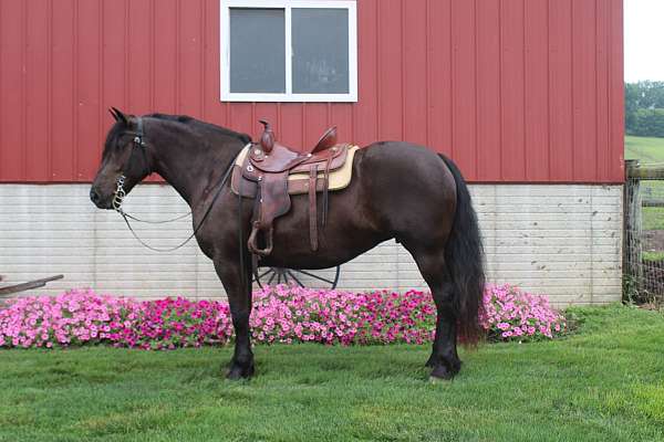 black-small-star-horse