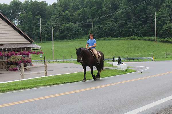 all-around-draft-horse