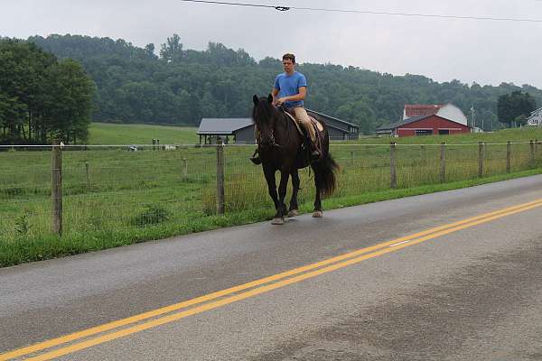 dressage-draft-horse