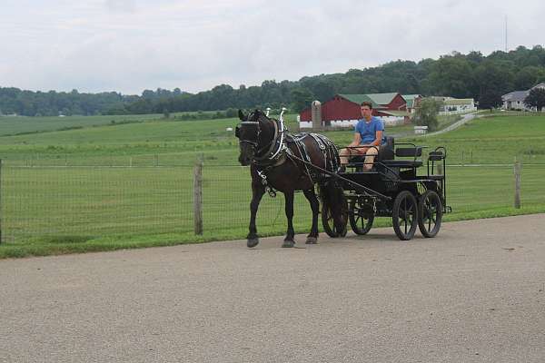 driving-draft-horse