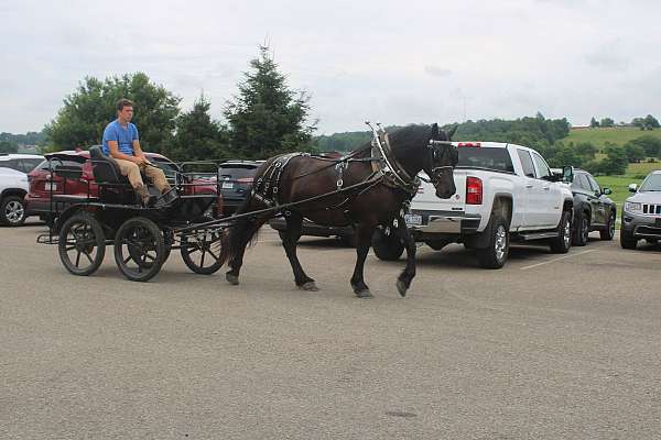 flashy-draft-horse