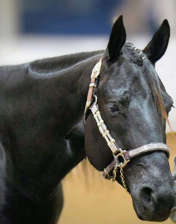 none-horse
