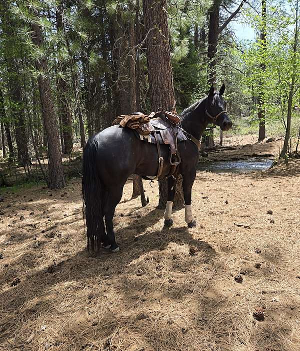 black-none-horse