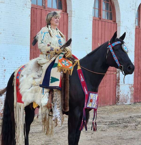 athletic-appaloosa-horse
